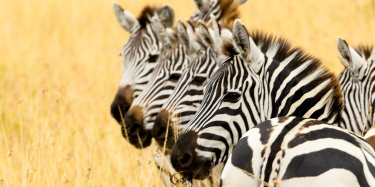 Essential Tour Tips for an Unforgettable Safari Adventure