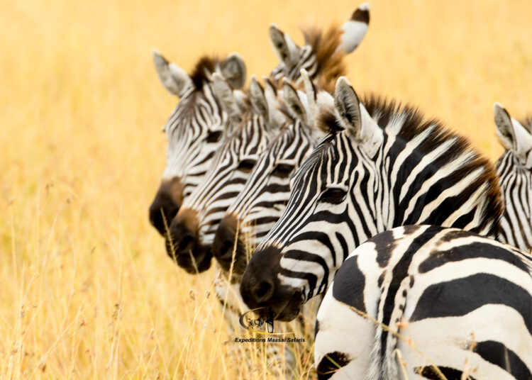 Essential Tour Tips for an Unforgettable Safari Adventure